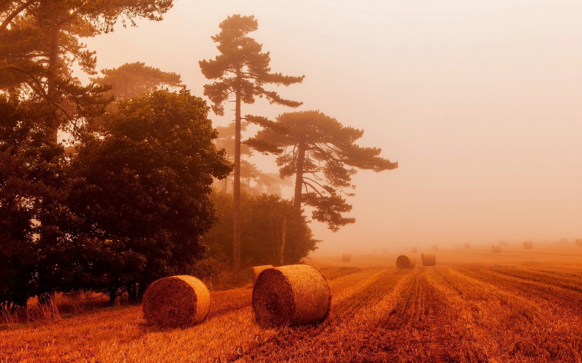 jahrgang landschaft baum sonnenuntergang landwirtschaft herbst dämmerung feld im freien des ländlichen sonne landschaft natur bebautes land himmel trocken