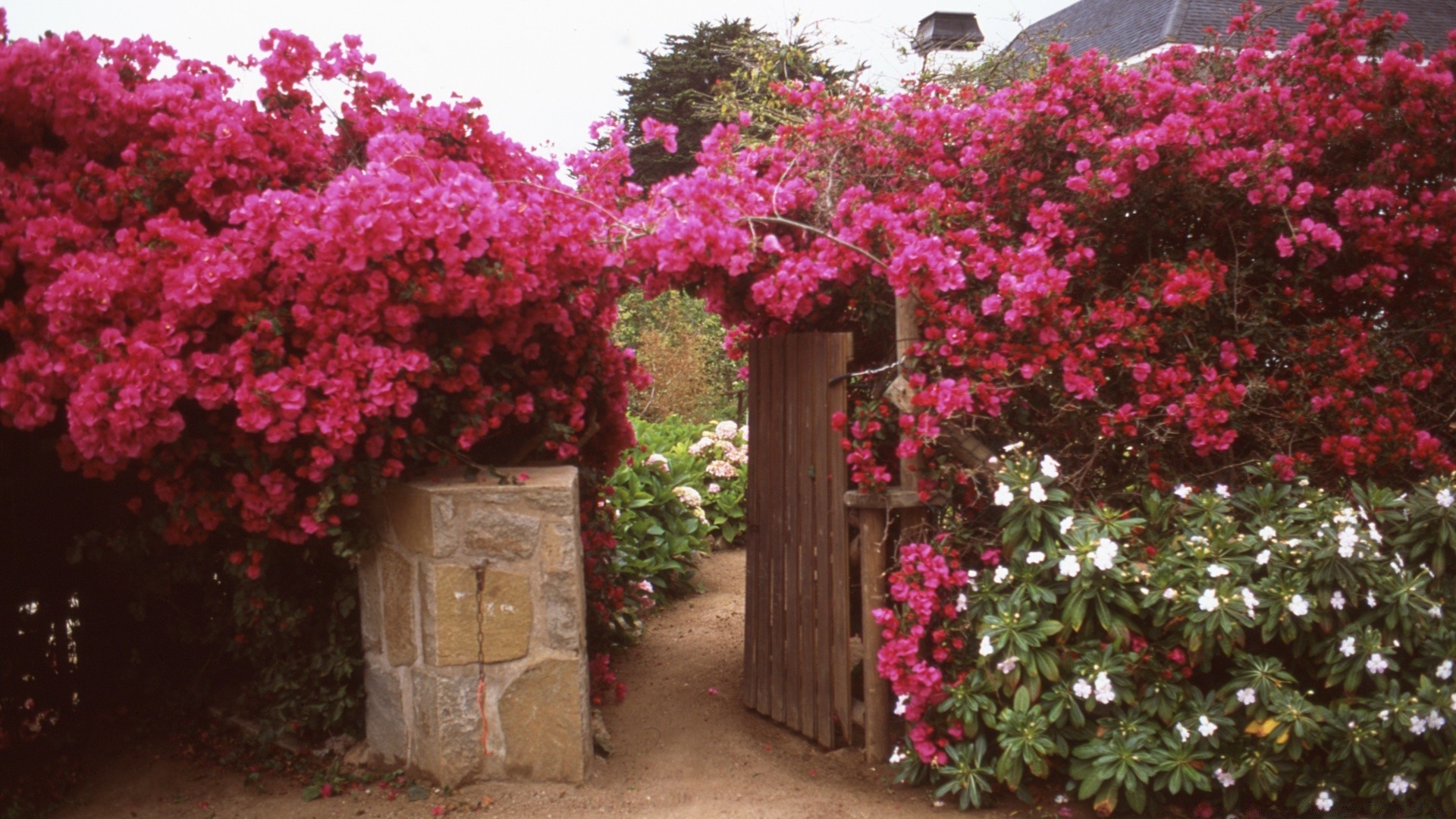 vintage çiçek bahçe flora ormangülü ağaç çalı açık havada avlu park renk