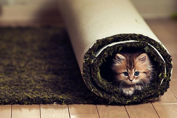 Mignon chatons sur le bureau