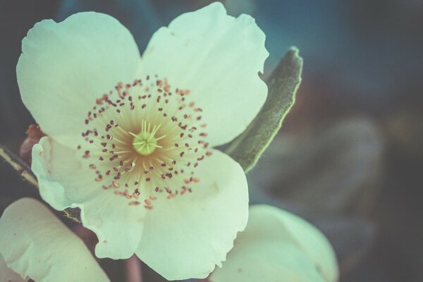 Belle fleur blanche