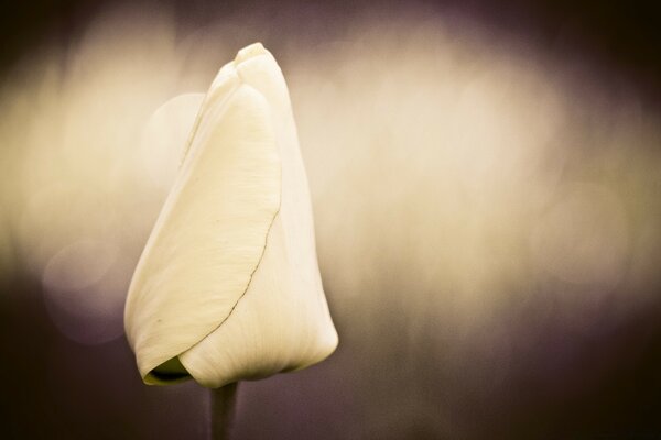 Bourgeon de rose non ouvert jaune clair