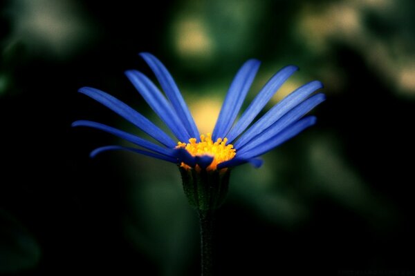 Fotografía macro de una flor azul sobre un fondo borroso