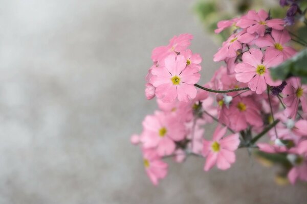 Flores de color rosa Vintage