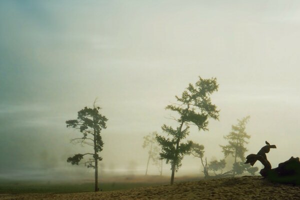 Trees in the fog against the background of twilight