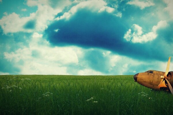 Green grass in the field. Dark clouds