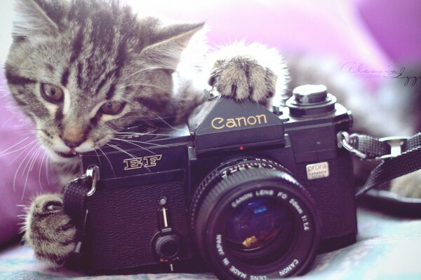 Foto carina di un gatto e una macchina fotografica