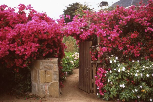 Jardim de flores no país. Decoração de flores