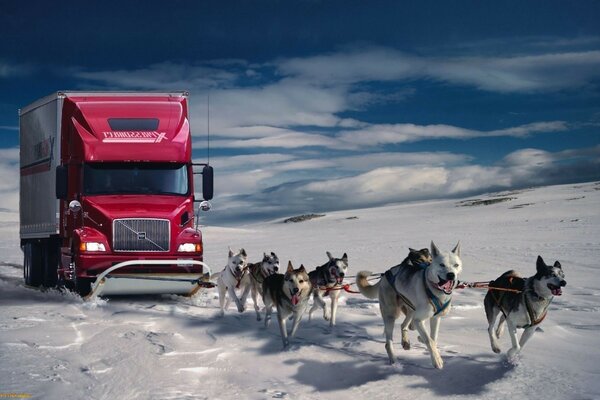 Los perros tiran de un coche rojo en la nieve