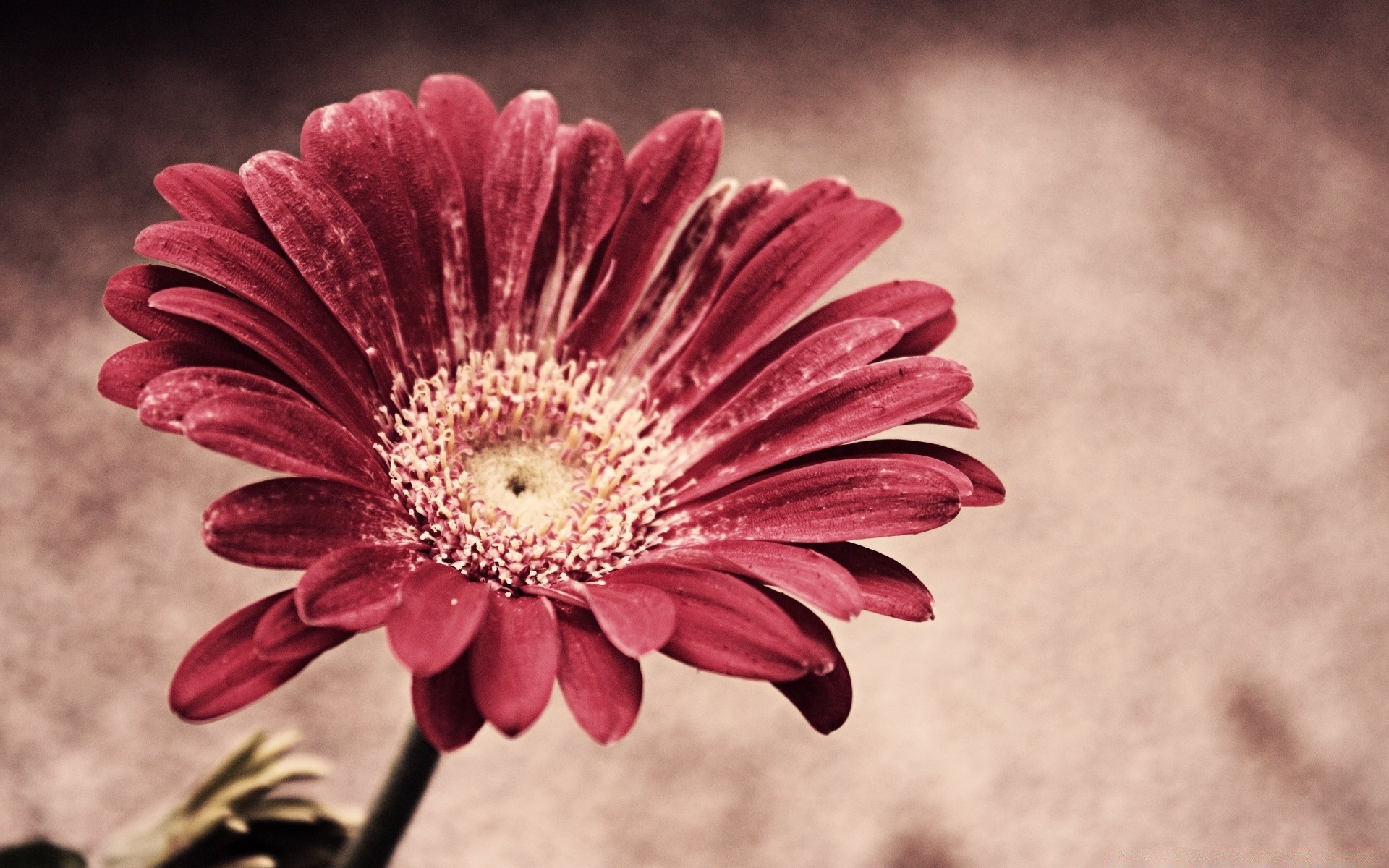 vintage çiçek çiçek flora doğa petal renk bahçe güzel yaz çiçek açan dekorasyon parlak yaprak