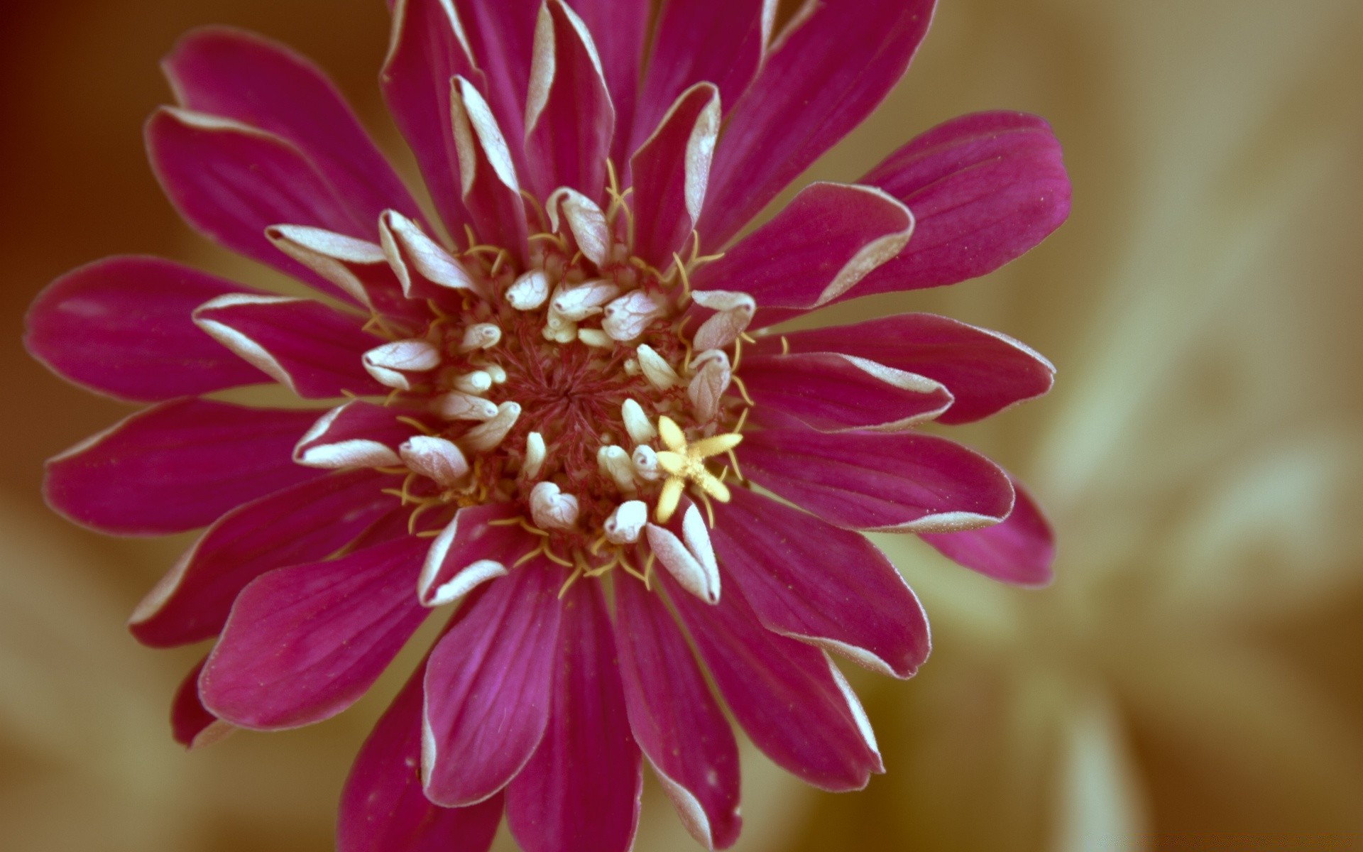 vintage flor naturaleza flora jardín pétalo floral floración color verano hermoso hoja primer plano brillante crecimiento botánico dahlia