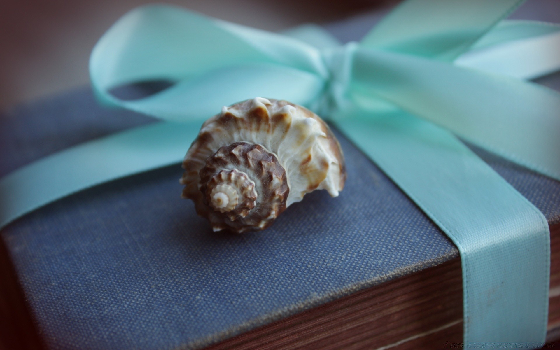 vintage food shell still life desktop sweet