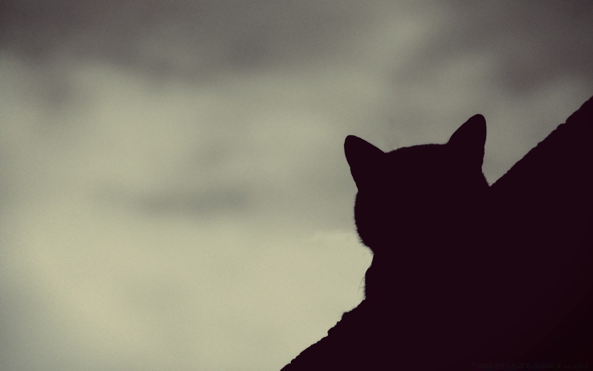 vintage silhouette monochrome backlit sunset light cat art portrait sun dawn landscape sky abstract moon blur shadow