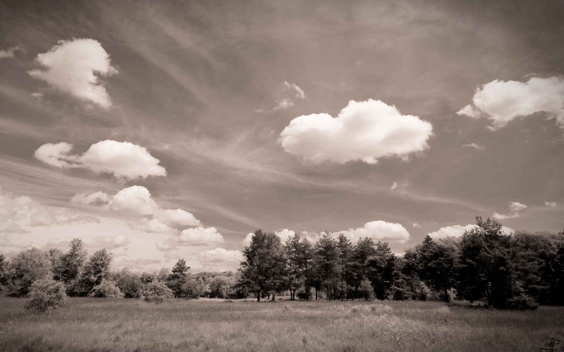 jahrgang landschaft baum natur himmel herbst im freien dämmerung monochrom sonnenuntergang sturm nebel