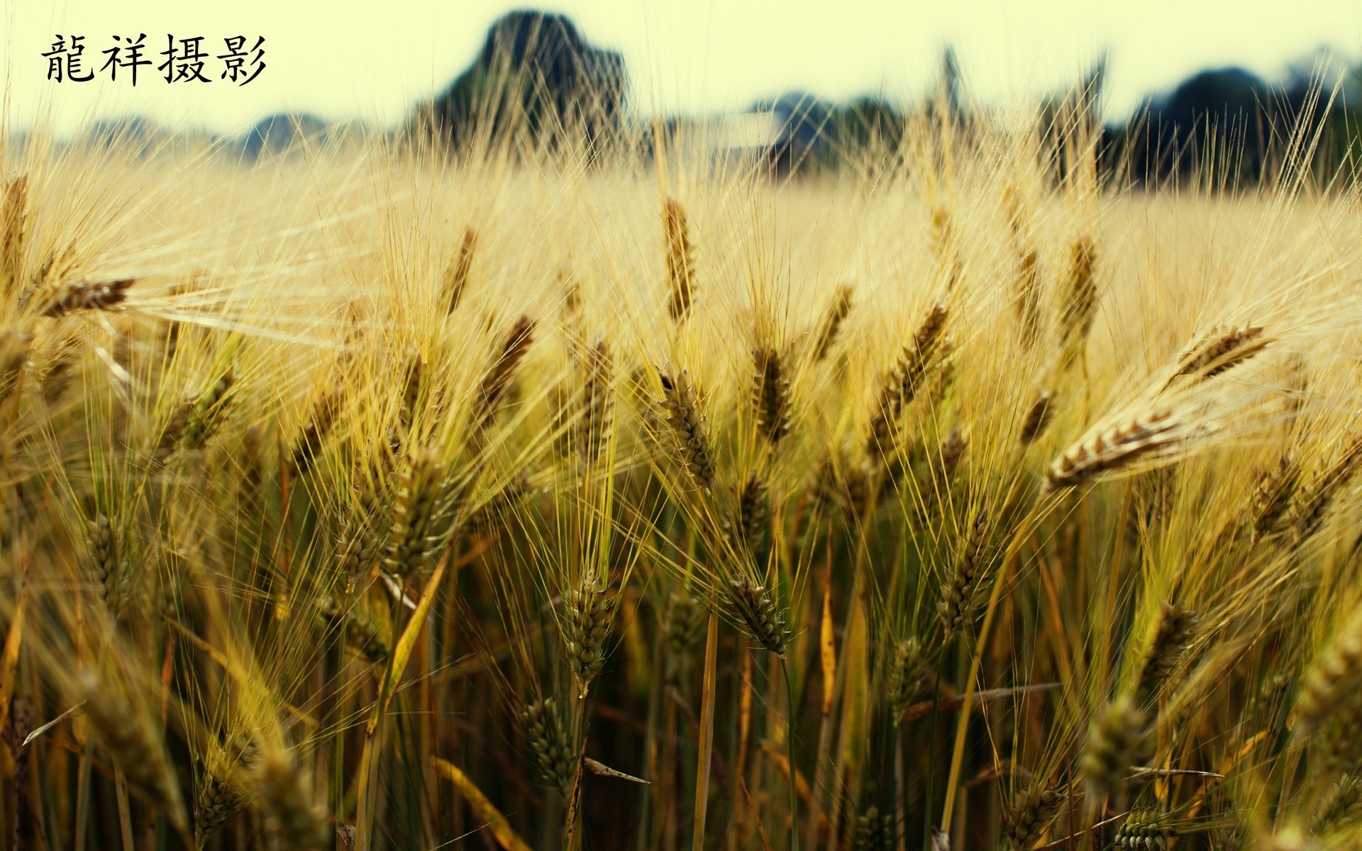 vintage grano cereali pascolo rurale pane mais raccolto paglia segale all aperto agricoltura crescita campagna orzo campo azienda agricola natura terreno agricolo