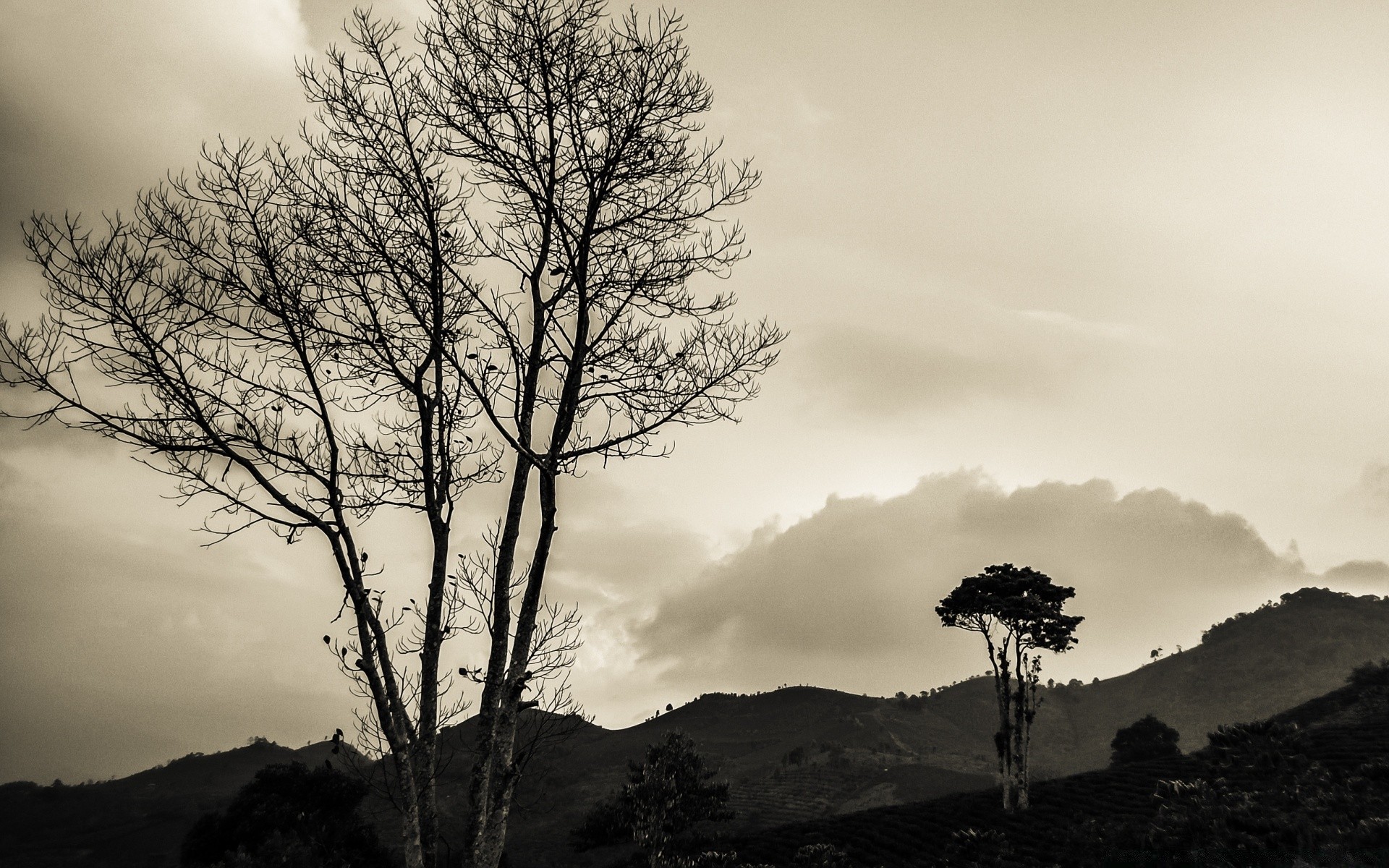 vintage aube brouillard coucher de soleil arbre brouillard nature paysage soleil silhouette ciel à l extérieur soir rétro-éclairé crépuscule