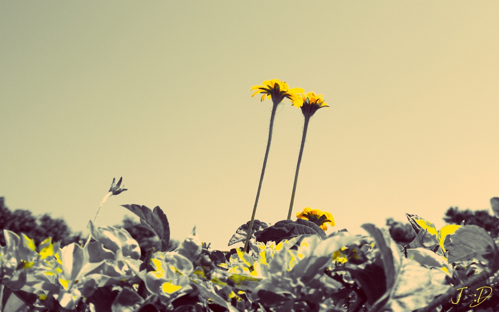 jahrgang blume natur feld flora sommer sonne floral wachstum im freien landschaft himmel garten farbe blatt gras heuhaufen ländlich gutes wetter blühen