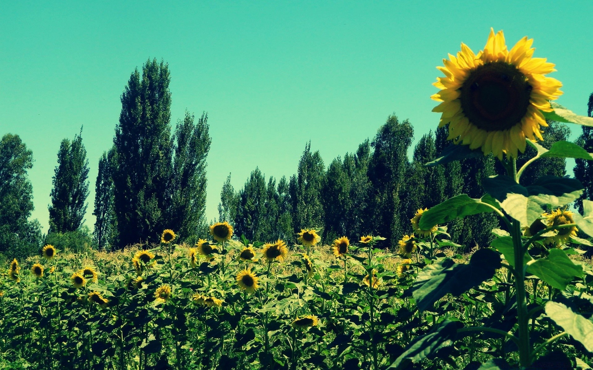 vintage field agriculture nature summer rural flora flower growth hayfield outdoors sunflower landscape countryside farm country leaf fair weather bright sun