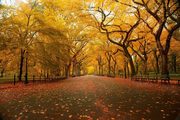 Parc d automne désert avec feuillage tombé