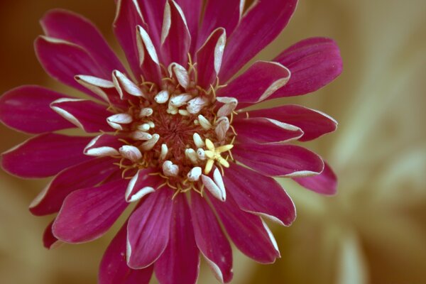 Foto di fiori in stile vintage