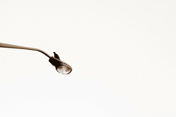 Part of the Lantern on a white background