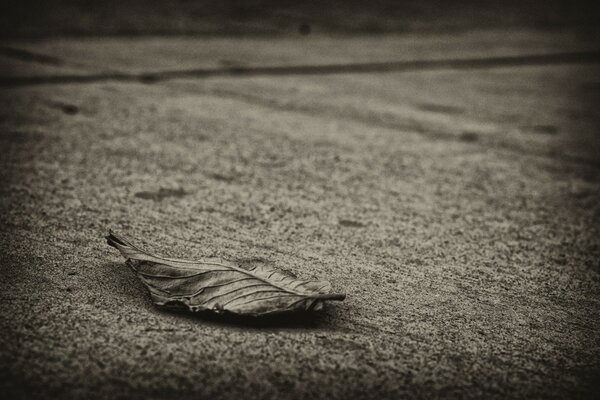 Leaf on the ground, monochrome colors