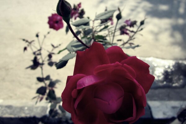 The rose flower turns scarlet in this picture