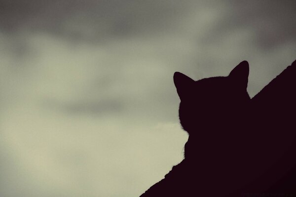 Silhouette of a cat s head from the back