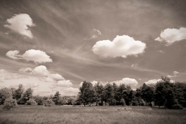 La belleza de la naturaleza en una foto en blanco y negro