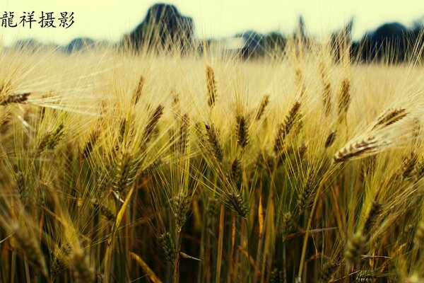 Sarı tonlarda spikelets alanı