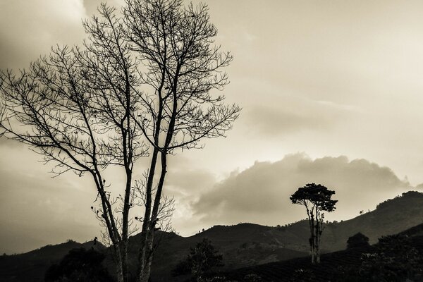 Cloudy weather and a tree among the fog