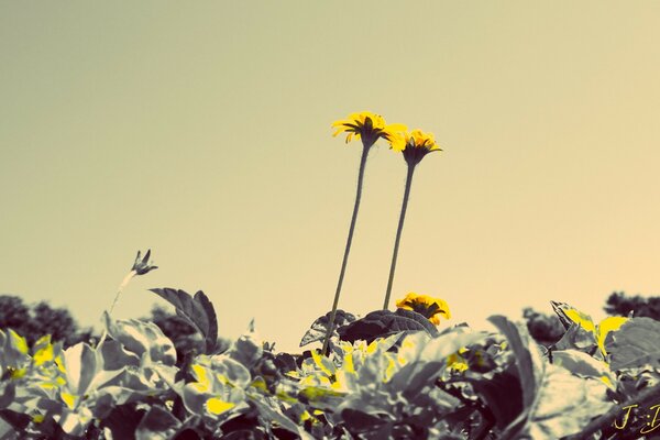 Yellow flowers among large leaves of greenery