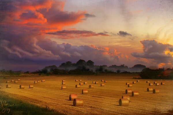 Pajares en un campo al atardecer