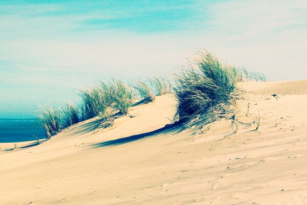 Am Strand hat sich der Sand des Meeres zusammengedrückt, und in jedem Sandkorn lebt jemand, und das Meer wird den ganzen Staub waschen. Grassplitter haben ihren Weg in die Dünen gefunden