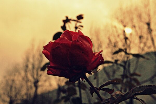 Flor de rosa Vintage para Escritorio