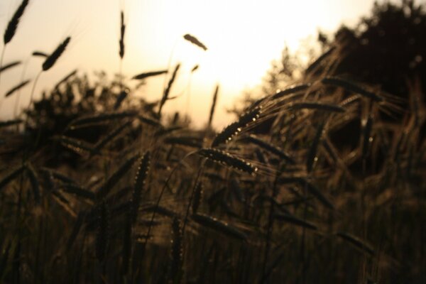 The spikelets of grass are silvering, turning black, sparkling... Grey landscape. Is it vintage?