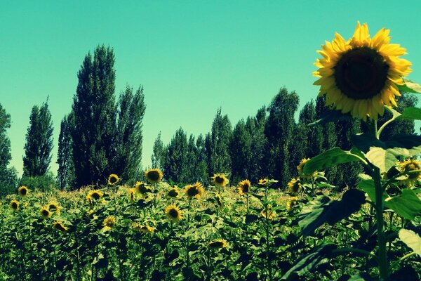 Green poplars and flowering sunflowers - the height of summer