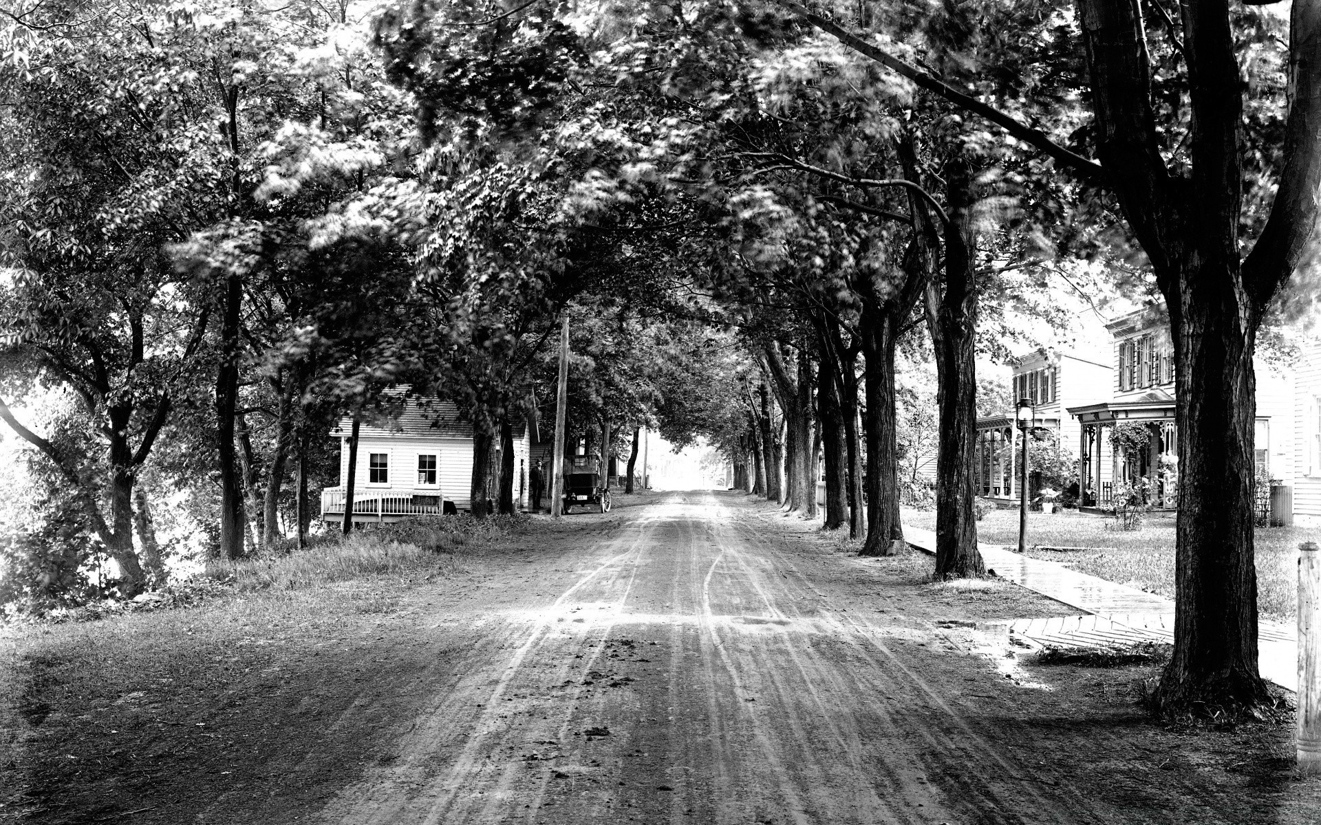 annata albero strada strada vicolo viale guida paesaggio monocromatico natura vicolo