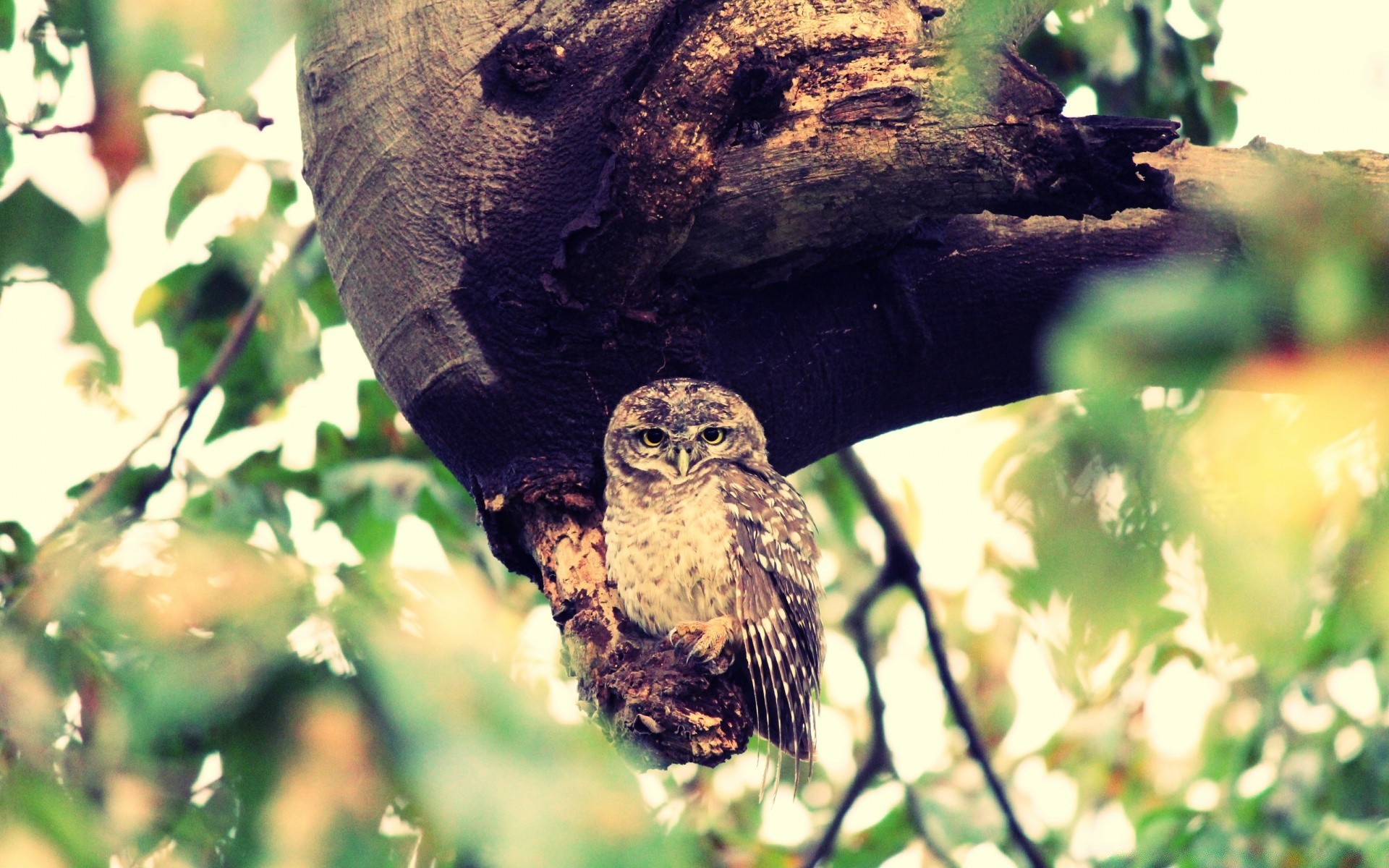 vintage bird wildlife nature tree outdoors animal wild owl