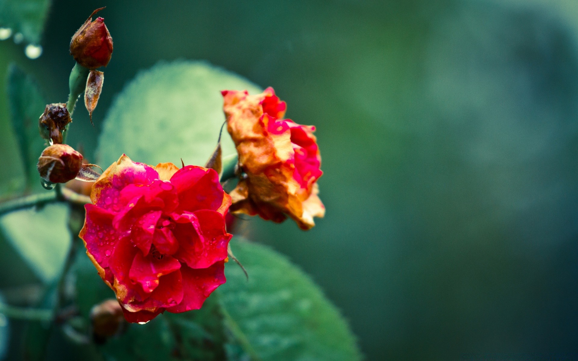 vintage nature fleur feuille été flore à l extérieur rose jardin flou lumineux pétale délicat croissance