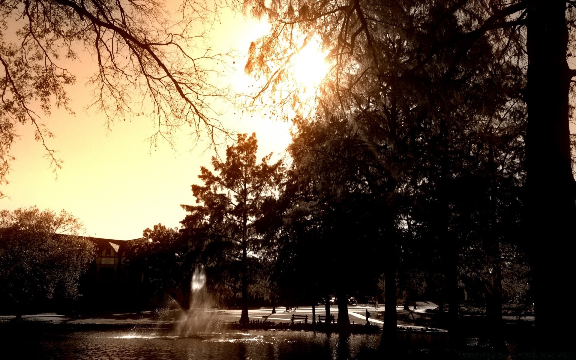 vintage tree dawn fall nature wood landscape winter fog outdoors sun mist park fair weather light leaf