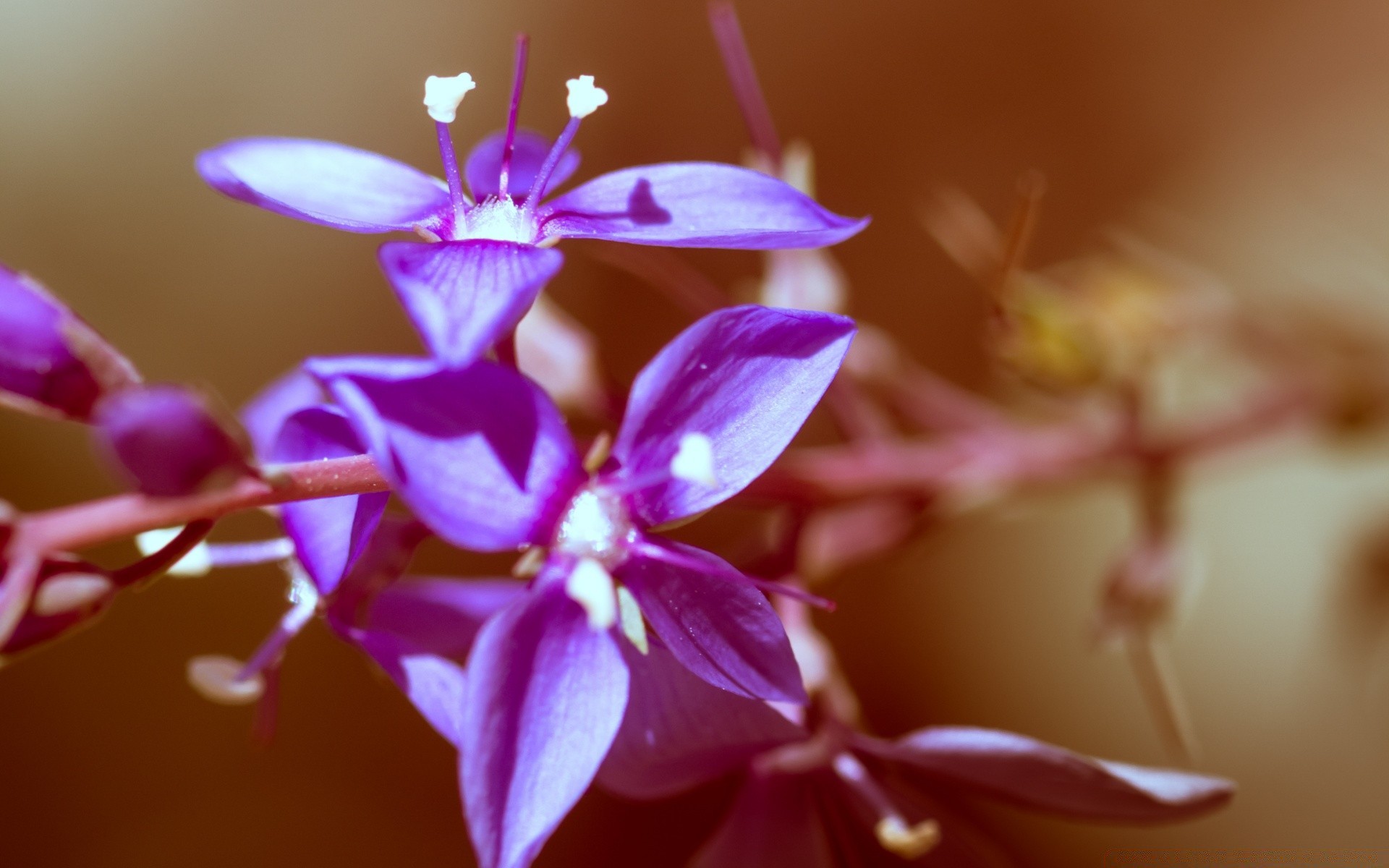 vintage kwiat natura flora płatek liść ogród kolor kwiatowy bluming jasny