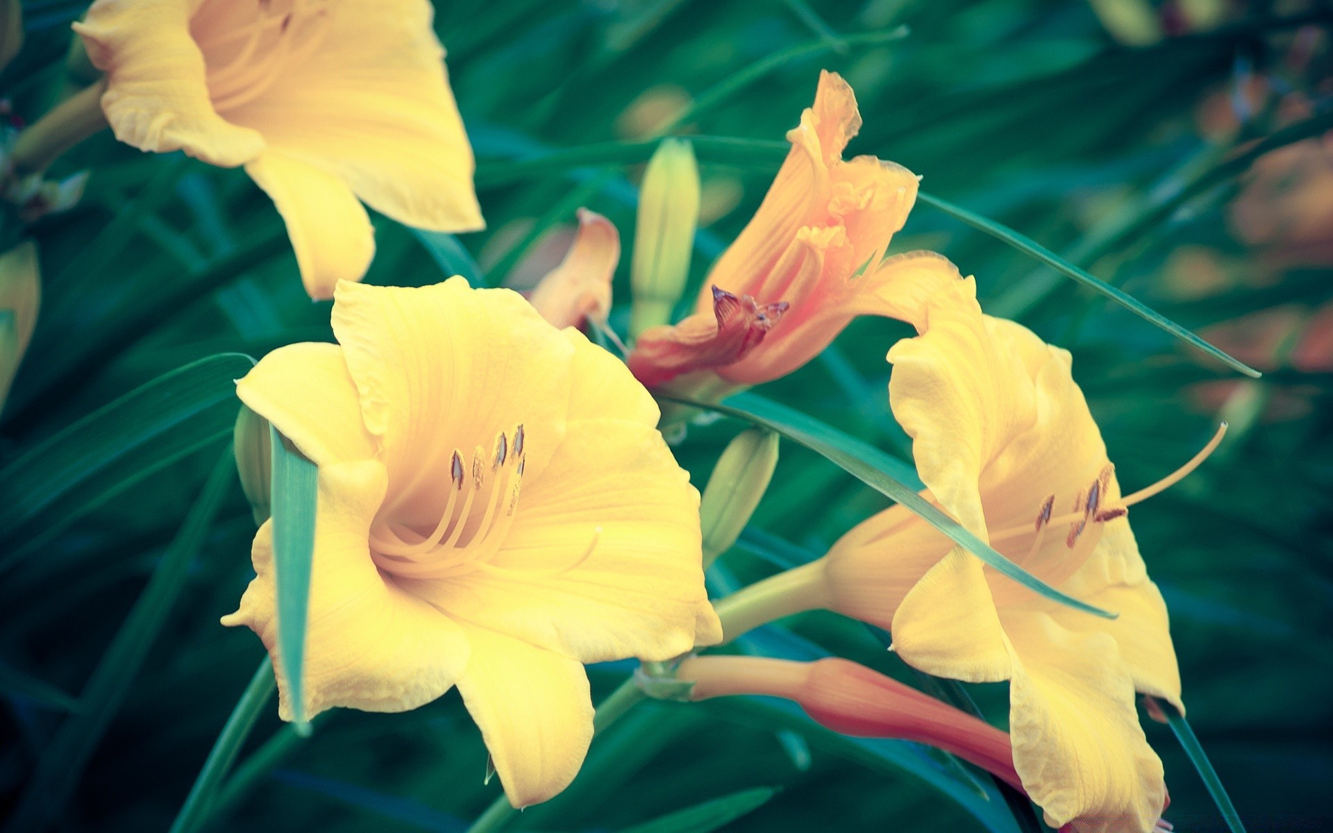 jahrgang natur blume sommer tropisch blatt flora schön im freien farbe