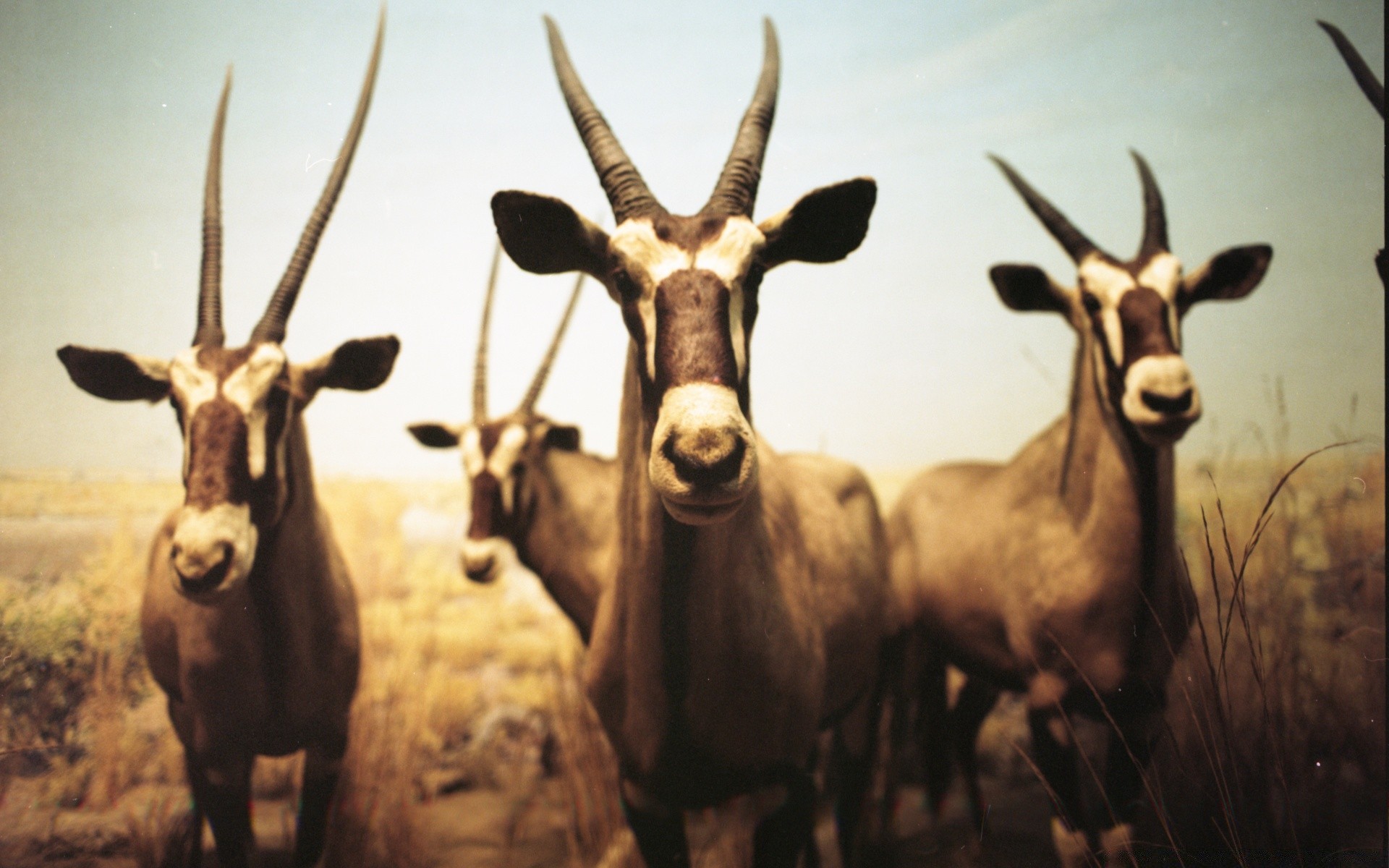 vintage mamífero antílope cuerno ciervo vida silvestre gacela ram luz del día safari buck retrato animal solo impala toro juegos cabra