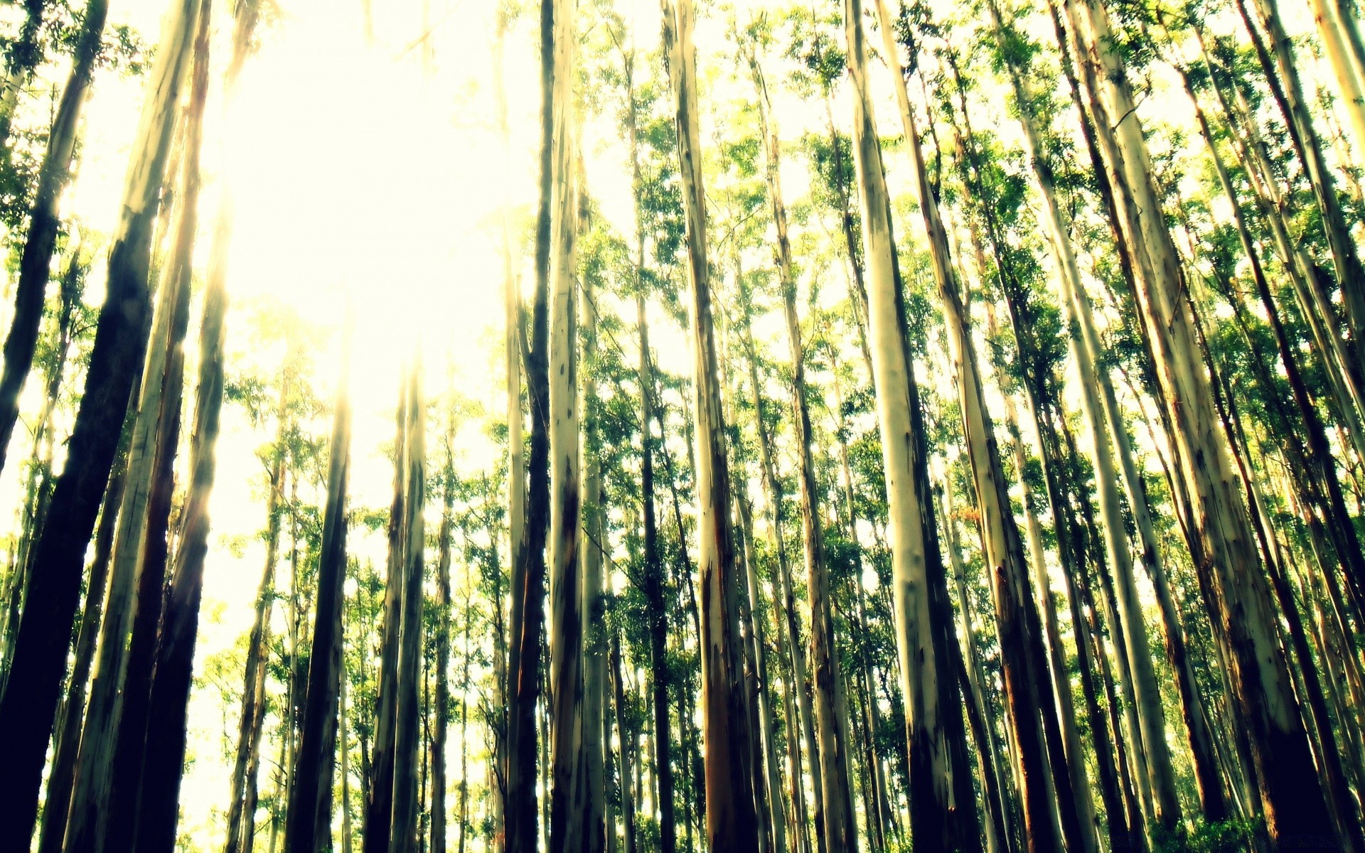 jahrgang holz natur blatt holz bambus üppig gutes wetter sonne flora dämmerung desktop wachstum hell landschaft sanbim medium szene park im freien