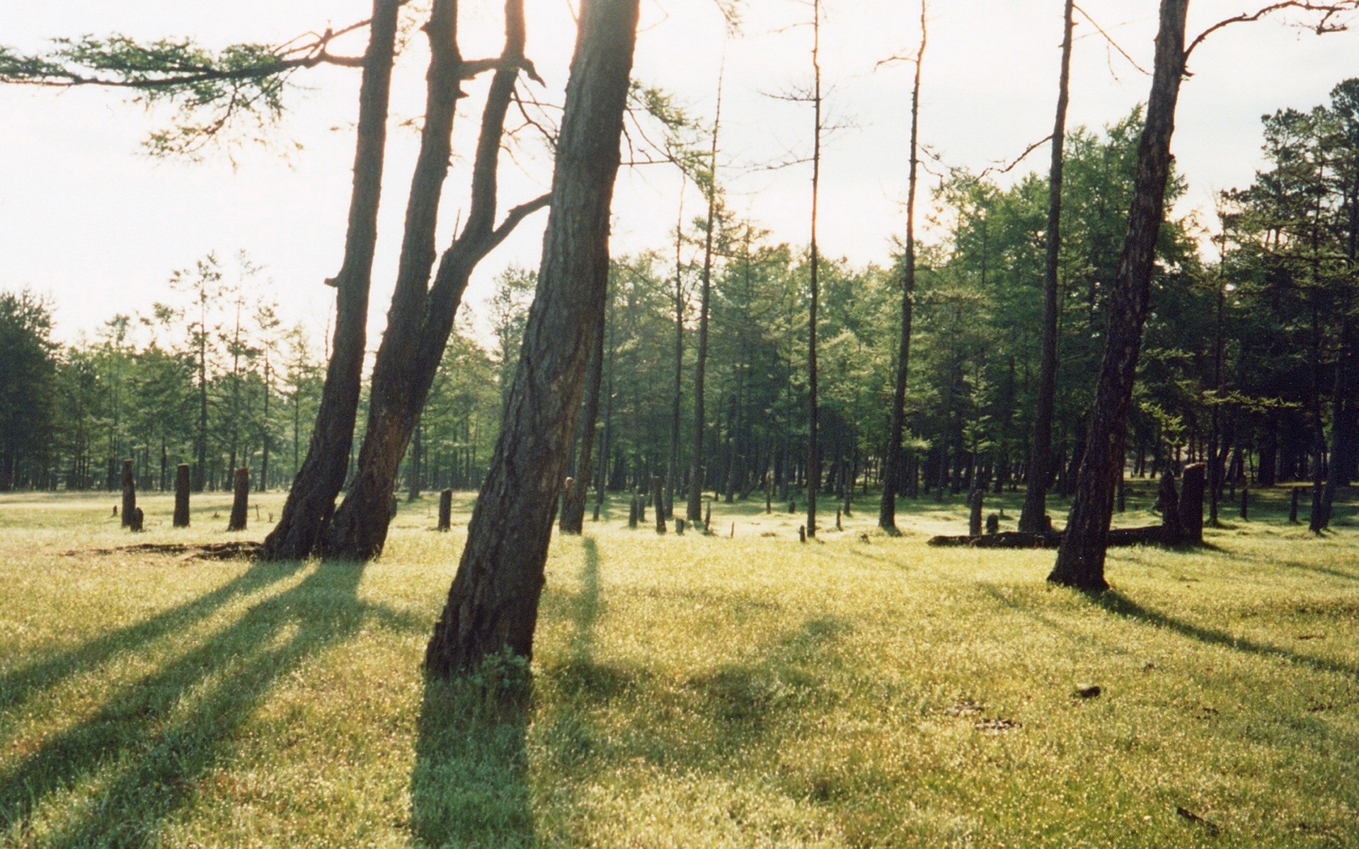 jahrgang holz landschaft natur holz gras saison mittwoch sommer gutes wetter flora im freien park sonne szene des ländlichen spektakel landschaft blatt landschaftlich