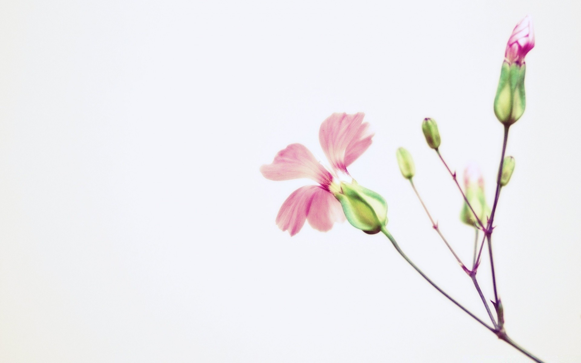 jahrgang natur blume flora sommer blatt wachstum sanft hell blütenblatt