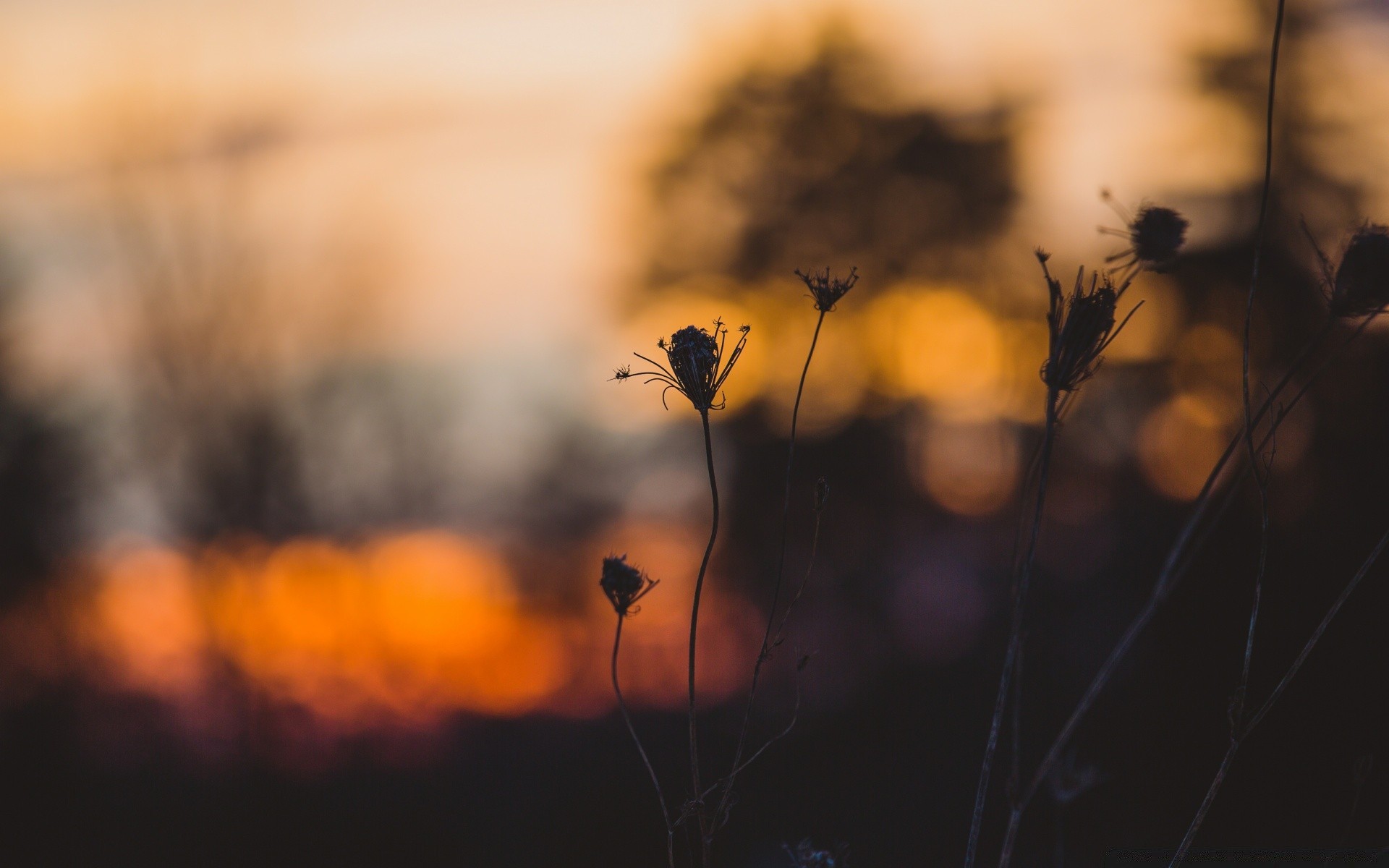 vintage tramonto insetto luce sfocatura alba sole sera silhouette natura fiore invertebrati crepuscolo illuminato all aperto autunno albero fauna selvatica paesaggio ragno