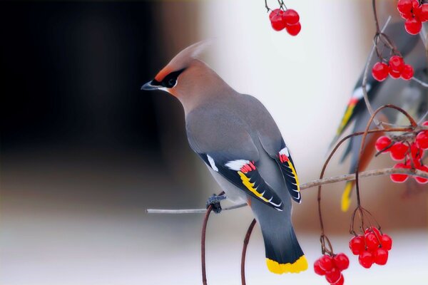 An Earth bird on a rowan branch