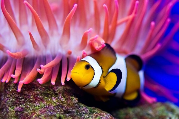 Poisson clown sous l eau