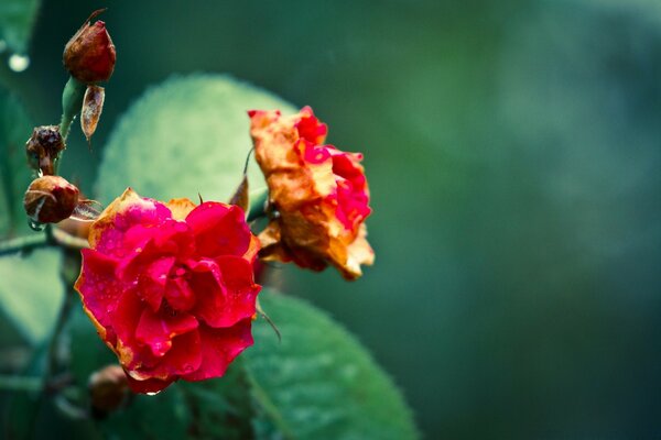 Primeros planos de brotes de rosas chinas